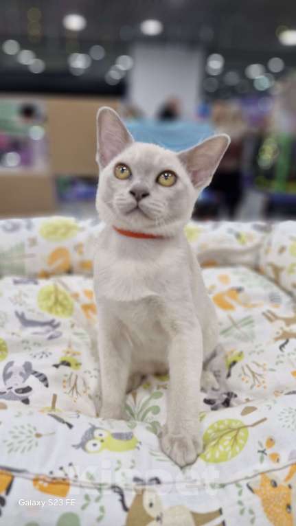 Кошки в Москве: ЛИЛОВАЯ ДЕВОЧКА ФРЭЯ 4 меся Девочка, 80 000 руб. - фото 2