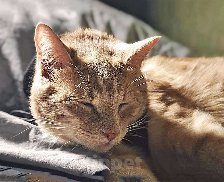 Кошки в Москве: Рыженькое солнышко Санчо, молодой котик ищет дом Мальчик, 10 руб. - фото 3