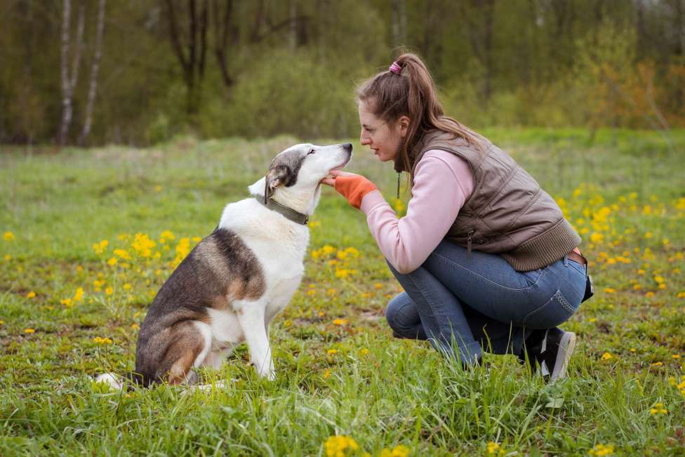 Собаки в Москве: Ласковая девочка в добрые руки. Собака из приюта ищет дом Девочка, Бесплатно - фото 10