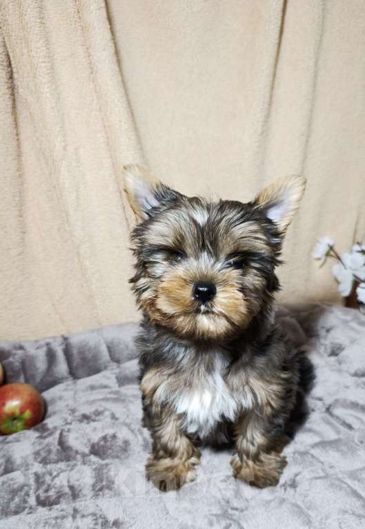 Собаки в Санкт-Петербурге: Мраморный Йоркширский терьер  Мальчик, 60 000 руб. - фото 2