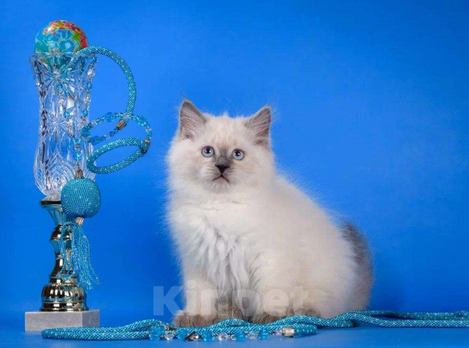 Кошки в Москве: Невский маскарадный котёнок Мальчик, Бесплатно - фото 2