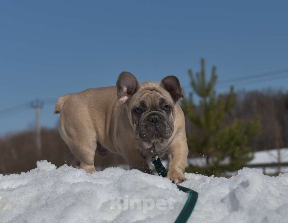 Собаки в Москве: Мальчик палевоголубой Мальчик, 35 000 руб. - фото 3