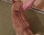 Кошки в Москве: Солнечный котик в добрые руки  Мальчик, Бесплатно - фото 4