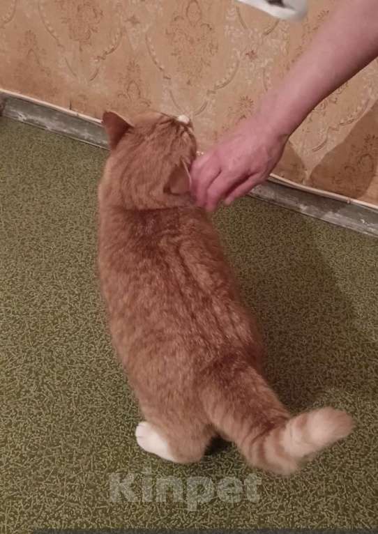 Кошки в Москве: Солнечный котик в добрые руки  Мальчик, Бесплатно - фото 4