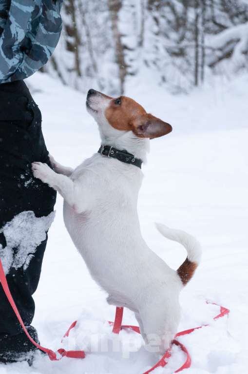 Собаки в Ногинске: Майло ждет свою семью в приюте Мальчик, Бесплатно - фото 7