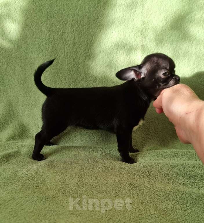 Собаки в Москве: малышка чихуахуа Девочка, 60 000 руб. - фото 3