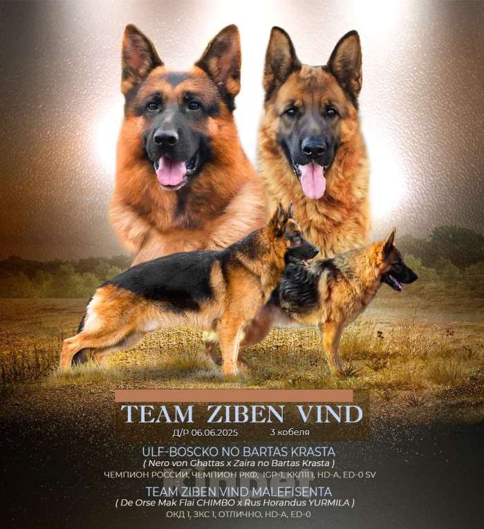 Собаки в других городах Московской области: Продается красивый мальчишка.  Мальчик, 40 000 руб. - фото 3