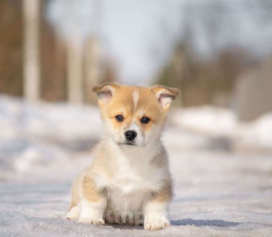 Собаки в Вологде: Щенки Вельш корги пемброк. Мальчик, 80 000 руб. - фото 3