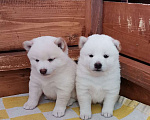 Собаки в Москве: Белые Сиба ину. Ми-ми-мишки. Мальчик, 60 000 руб. - фото 2