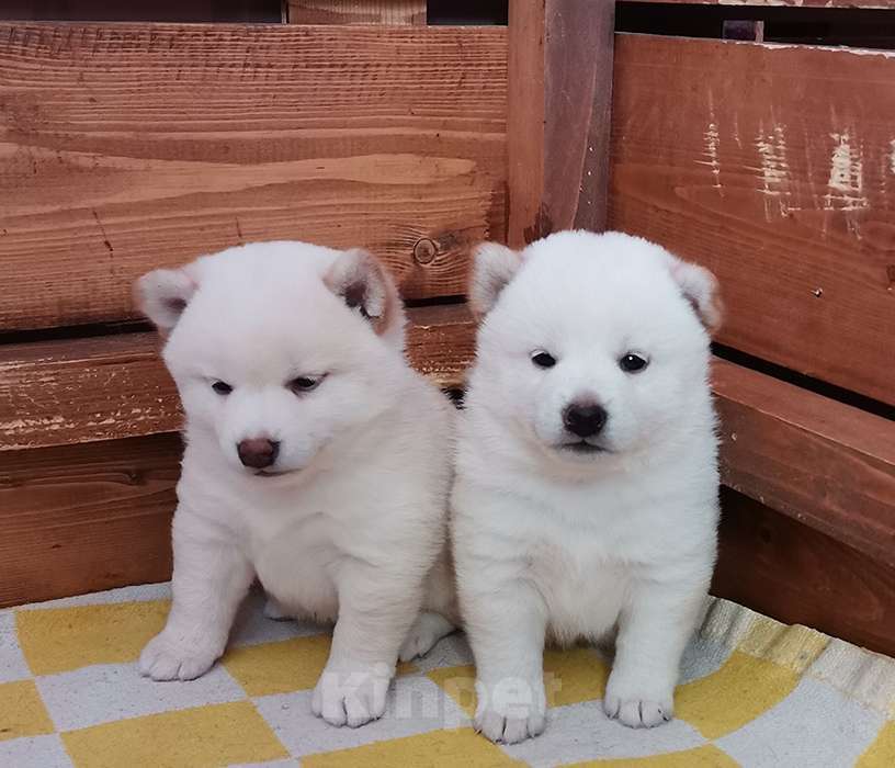 Собаки в Москве: Белые Сиба ину. Ми-ми-мишки. Мальчик, 60 000 руб. - фото 2