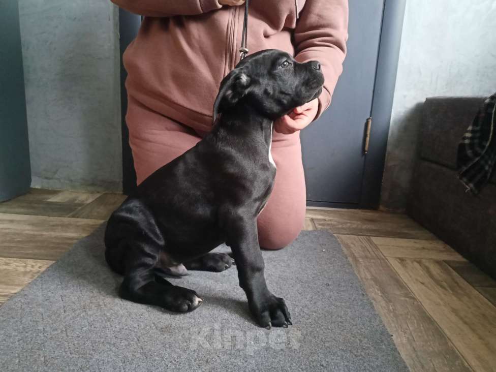 Собаки в Белом Калитве: Щенки Кане-корсо Мальчик, 50 000 руб. - фото 6