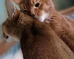 Кошки в Новочеркасске: Абиссинские котята., 15 000 руб. - фото 8