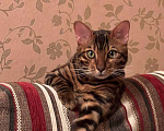 Кошки в Санкт-Петербурге: Бенгальский котенок на продажу Мальчик, 80 000 руб. - фото 1