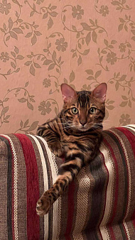 Объявление: Бенгальский котенок на продажу, 80 000 руб., Санкт-Петербург