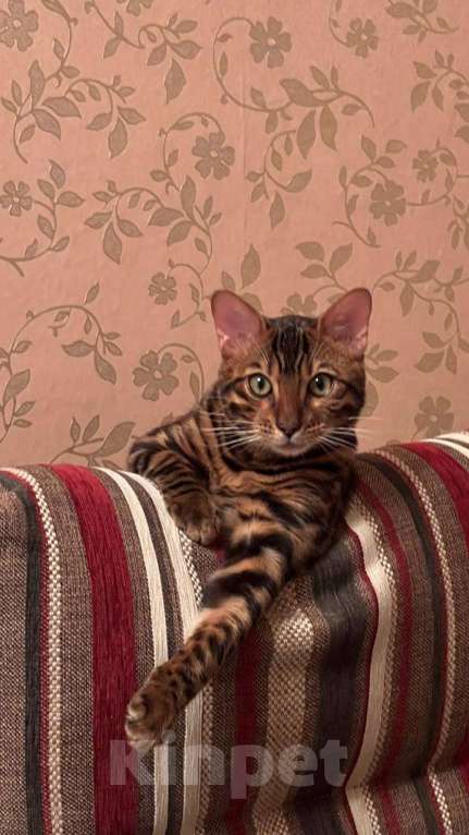Кошки в Санкт-Петербурге: Бенгальский котенок на продажу Мальчик, 80 000 руб. - фото 1