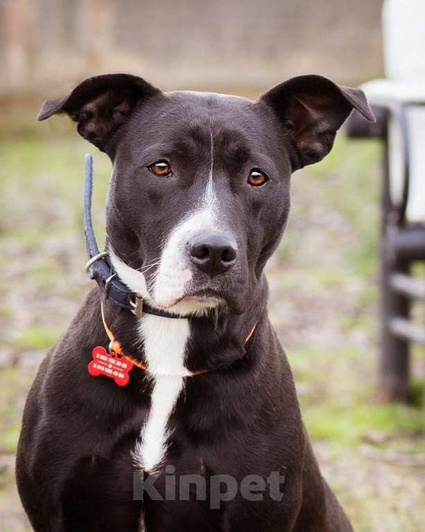 Собаки в Москве: Молодая, послушная, добрая девочка. Бывшедомашняя собака в приюте Девочка, Бесплатно - фото 1