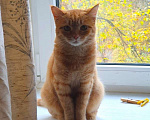 Кошки в Москве: Рыжая красавица Нюша в добрые руки! Девочка, Бесплатно - фото 2