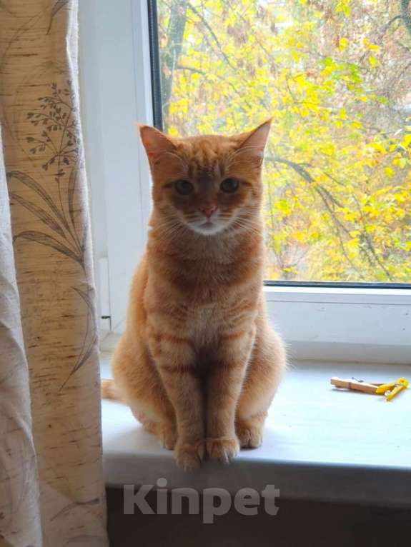 Кошки в Москве: Рыжая красавица Нюша в добрые руки! Девочка, Бесплатно - фото 2