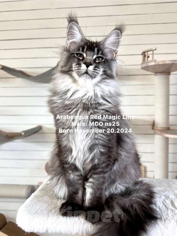 Кошки в Наро-Фоминске: Arabesque .Male.  MCO ns25 .Born 20.11.2024 Мальчик, 100 000 руб. - фото 5