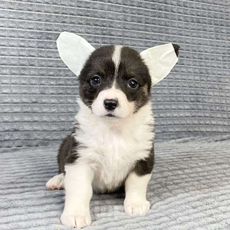 Собаки в Москве: Щенки вельш-корги кардиган Девочка, Бесплатно - фото 3