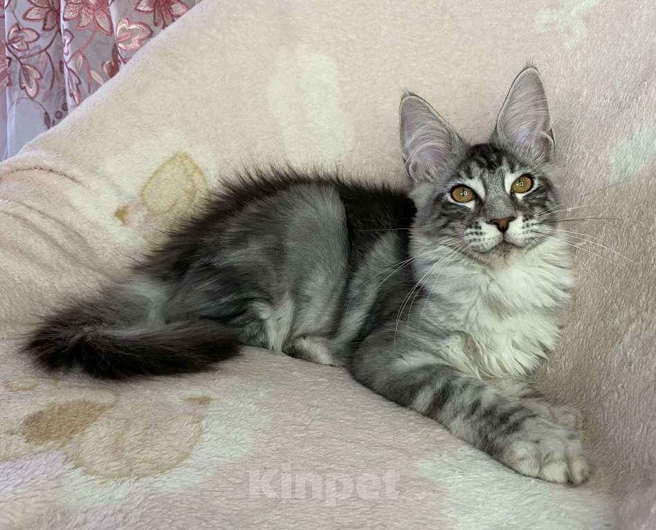 Кошки в Дмитрове: Черная серебристая мраморная девочка мейн кун Zlata Девочка, 20 000 руб. - фото 3