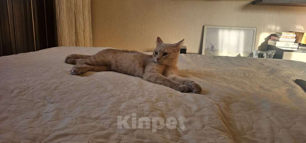 Кошки в Пензе: Стерелизованную кошку 1 год в добрые руки Девочка, 1 руб. - фото 2