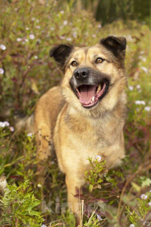 Собаки в Домодедово: Ищем дом солнечному Мухтару! Мальчик, 1 руб. - фото 6