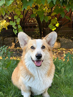 Потерялся Корги по кличке Гарик.