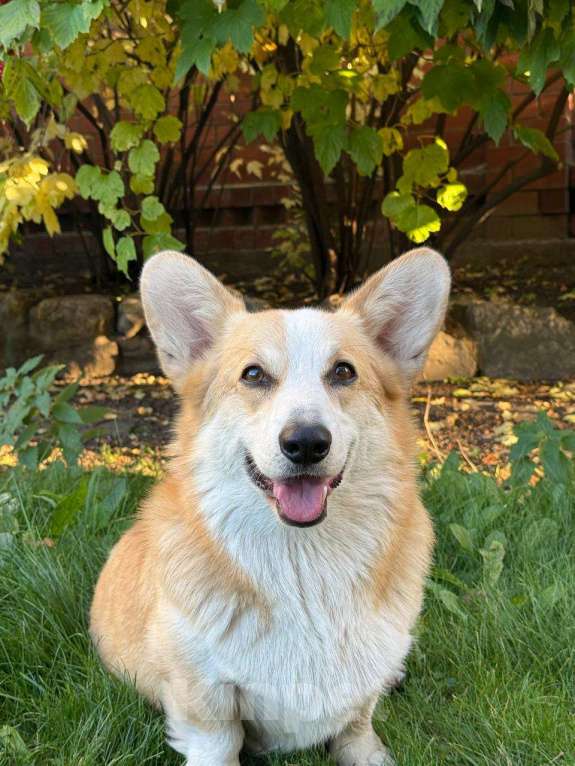 Собаки в Иркутске: Потерялся Корги по кличке Гарик. Мальчик, Бесплатно - фото 1
