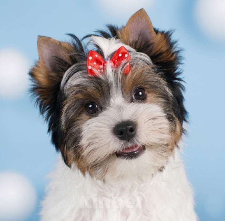 Собаки в Москве: Супер бивер мальчик Мальчик, 45 000 руб. - фото 1