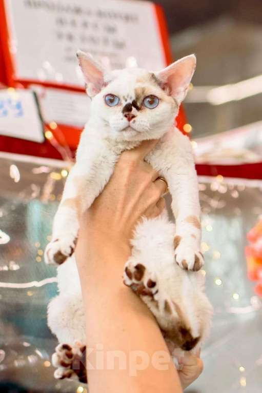 Кошки в Москве: Котенок Девон Рекс Ясмина Девочка, 60 000 руб. - фото 5