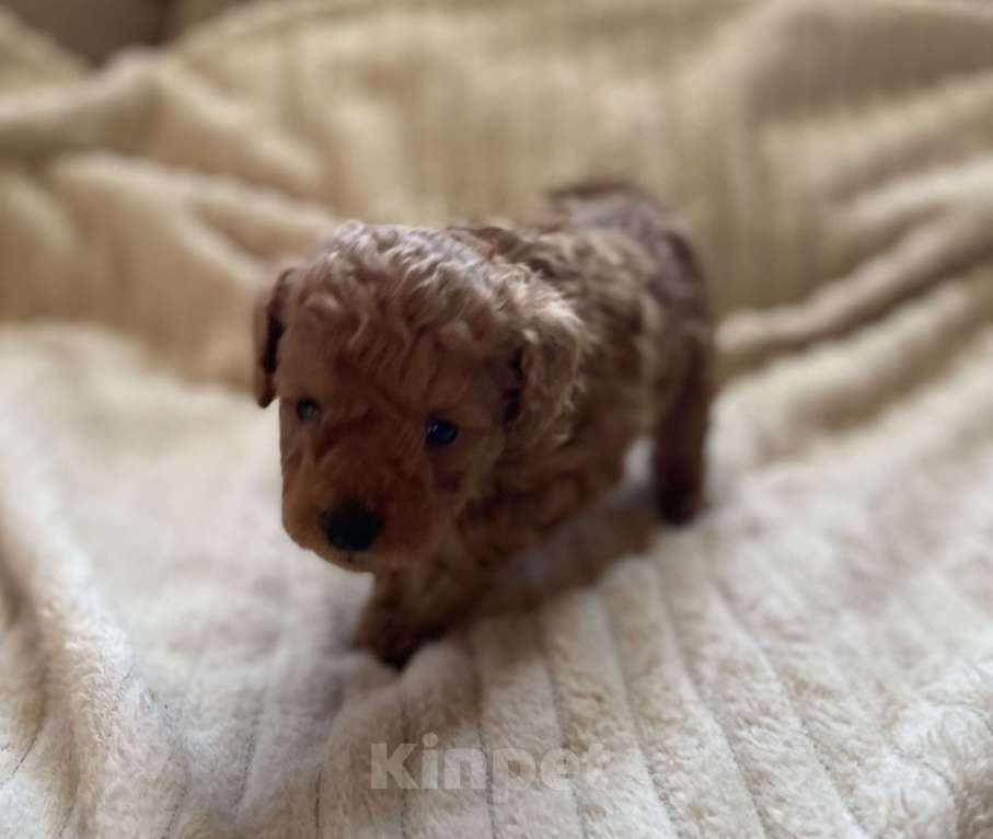 Собаки в Санкт-Петербурге: Шикарный мальчик той пуделя ред броун  Мальчик, Бесплатно - фото 1