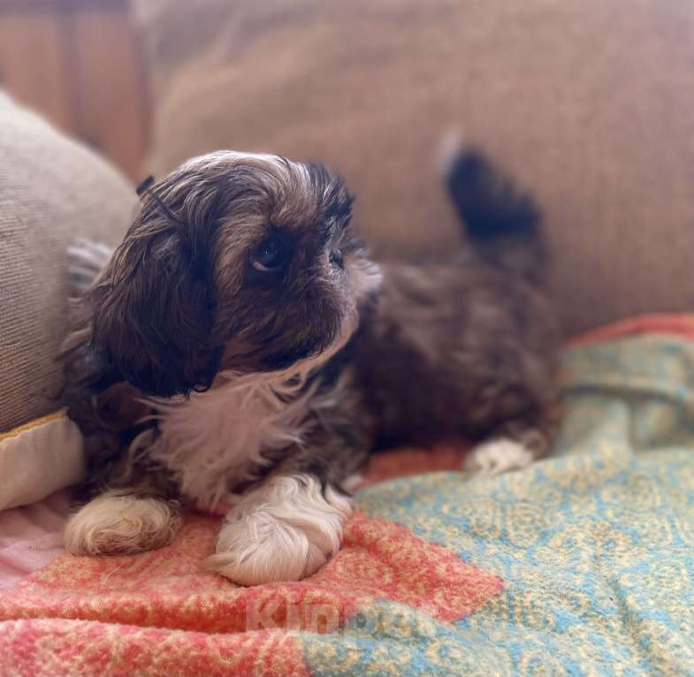 Собаки в Санкт-Петербурге: Очаровательная девочка золотого окраса Девочка, 40 000 руб. - фото 8