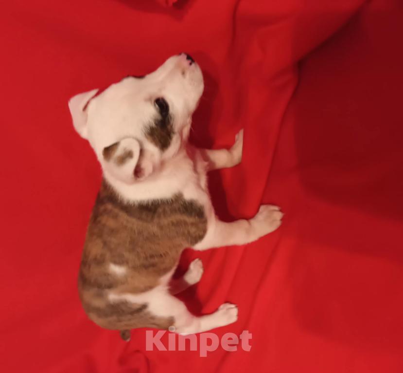 Собаки в Санкт-Петербурге: Щенок в добрые руки  Мальчик, Бесплатно - фото 2