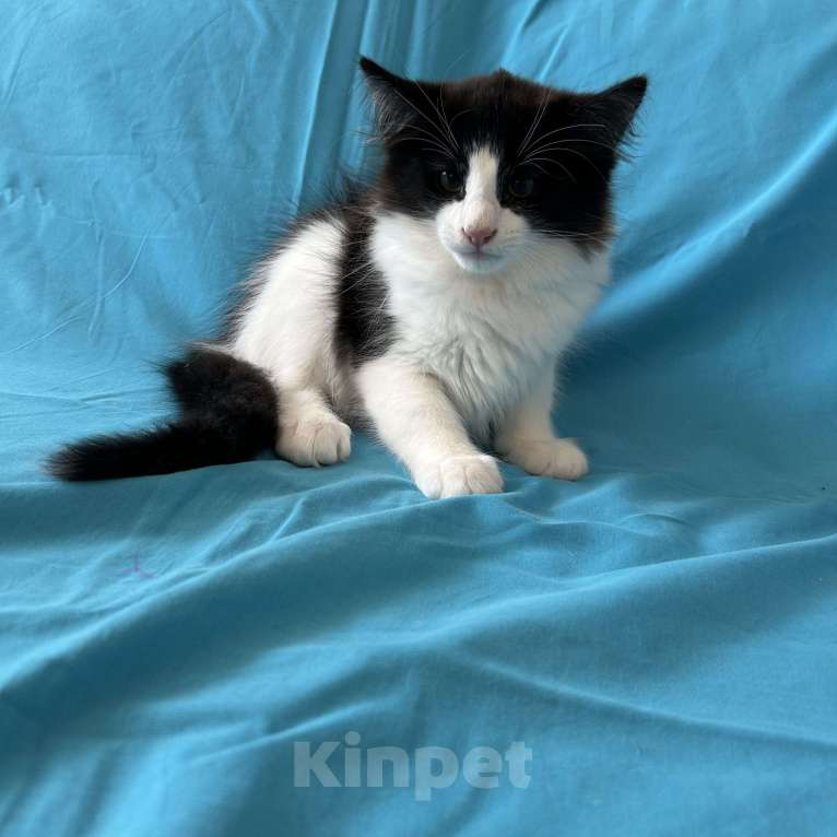 Кошки в Москве: продам норвежских лесных котят Девочка, 35 000 руб. - фото 3