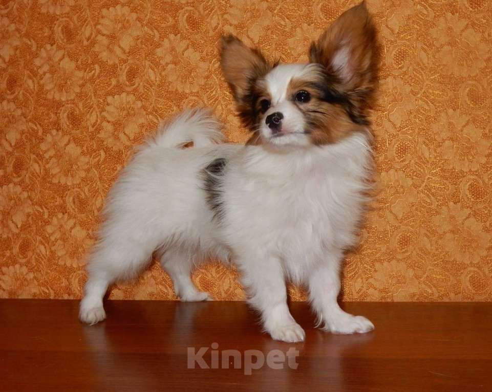 Собаки в Санкт-Петербурге: папийон мальчик Мальчик, Бесплатно - фото 5