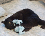 Кошки в Москве: Котик Мартин в добрые руки Мальчик, Бесплатно - фото 4