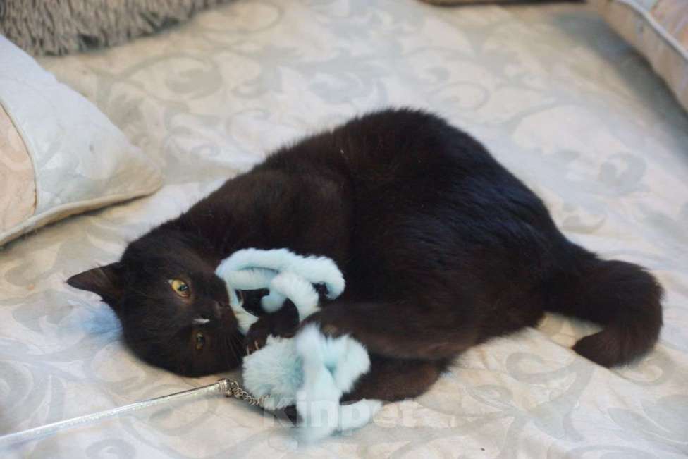 Кошки в Москве: Котик Мартин в добрые руки Мальчик, Бесплатно - фото 4