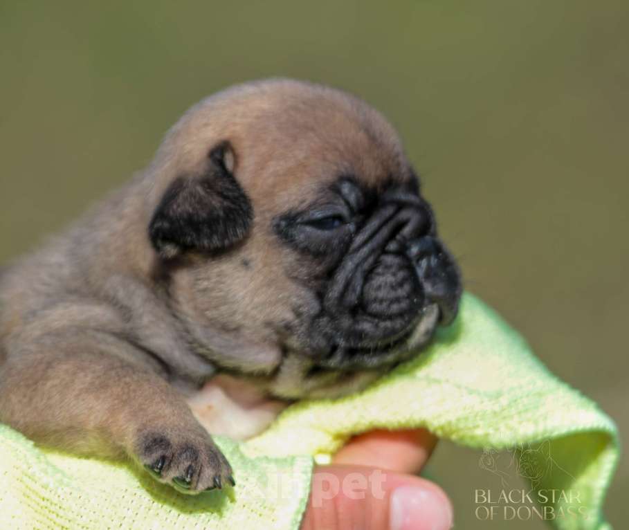 Собаки в Санкт-Петербурге: Щенки французского бульдога Разнополые, 80 000 руб. - фото 5