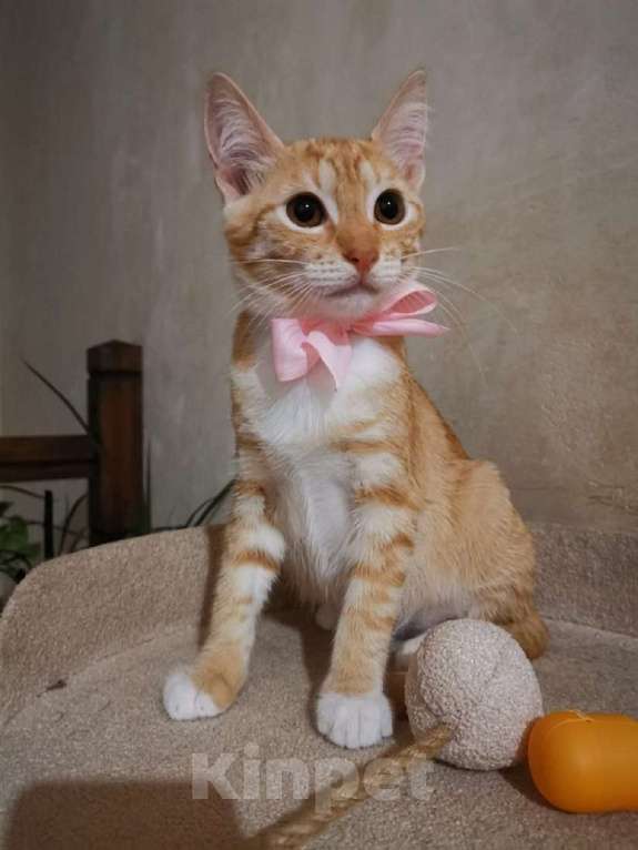 Кошки в Москве: Молоденькая рыжая Злата ищет дом! Девочка, Бесплатно - фото 2