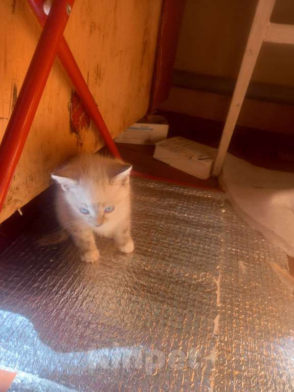 Кошки в других городах Московской области: Ищу хозяина Девочка, Бесплатно - фото 4