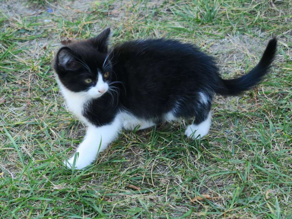 Кошки в Рязани: Котёнок Мальчик, 100 руб. - фото 4