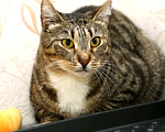 Кошки в Санкт-Петербурге: Кошечка Полоска  Девочка, Бесплатно - фото 2