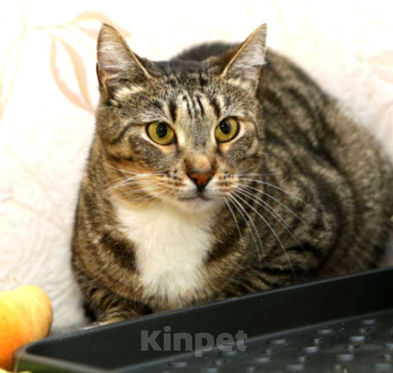 Кошки в Санкт-Петербурге: Кошечка Полоска  Девочка, Бесплатно - фото 2