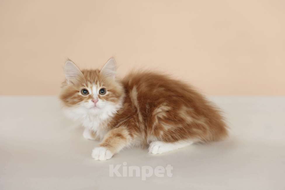 Кошки в Серпухове: Хлопок Русские Цветы Курильский Бобтейл Мальчик, 55 000 руб. - фото 7