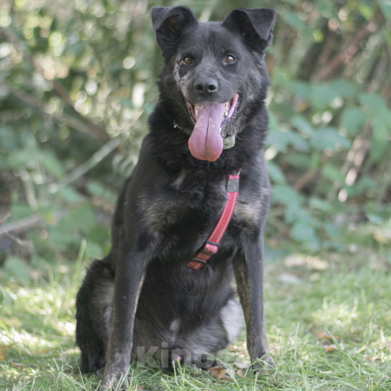 Собаки в Москве: Рокко Мальчик, Бесплатно - фото 3