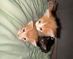 Кошки в Сарапуле: Котята Разнополые, Бесплатно - фото 7