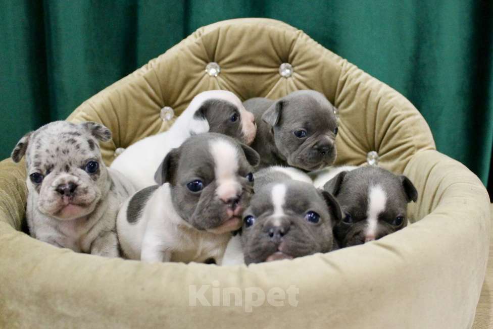 Собаки в Москве: Французские бульдоги Девочка, 100 000 руб. - фото 1