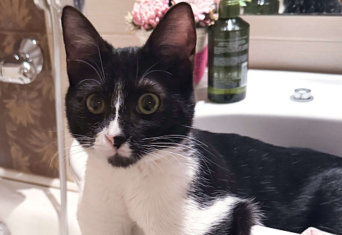 Ватсон Обнимашкин ищет подходящего человека для совместных обниманий