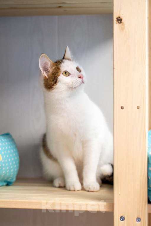 Кошки в Москве: Два сердца, которые очень ждут своего человека Разнополые, Бесплатно - фото 3